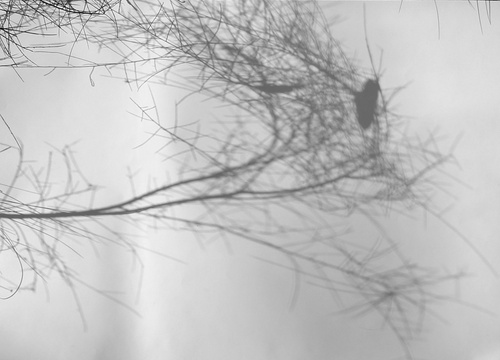 Shadow Drawing   Prickle Bush