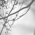 Shadow Drawing   Vines
