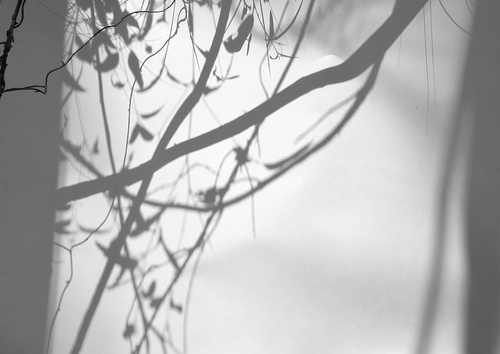 Shadow Drawing   Vines