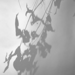 Shadow Drawing   Eucalupt