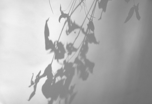 Shadow Drawing   Eucalupt