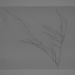 Silky Oak Frond   Traced