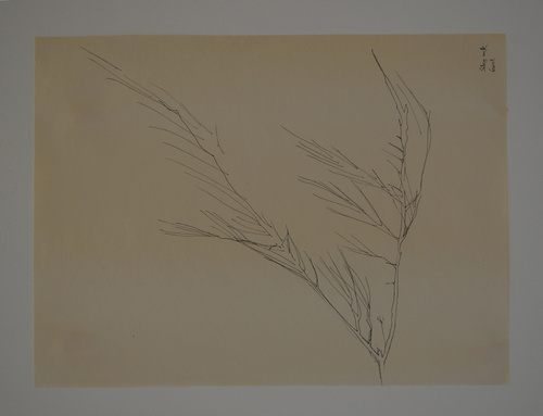 Silky Oak Frond   Traced