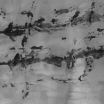 Treestain On Paper