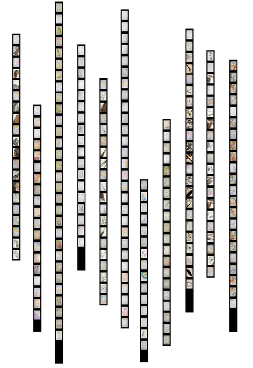 Study Strips (Awareness Of Between Ness:Collective Unconscious) 