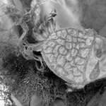 Renew Lace