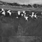 Herefords