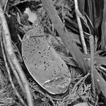 Eucalyptus Globulus (Back)