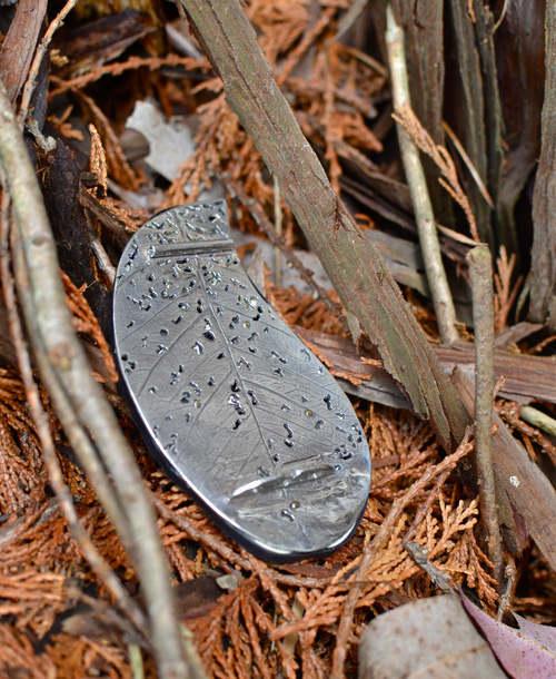 Eucalyptus Globulus (Back)