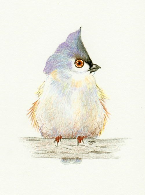 Tufted Titmouse