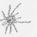 Tarantula