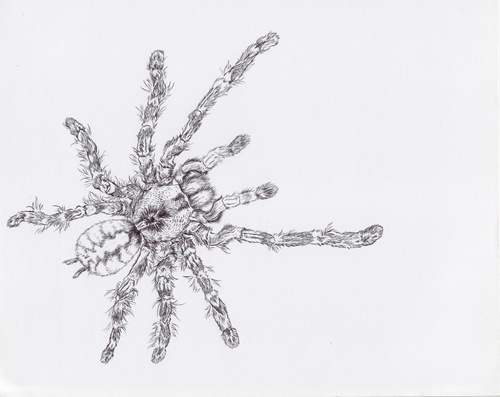 Tarantula
