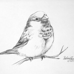 Sparrow