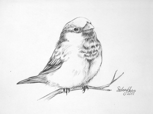 Sparrow