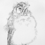 Noisy Miner
