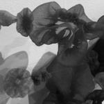Tempero Mosso (Detail)