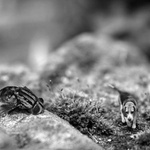 Archie And The Fly