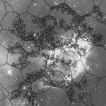 Our Cellular Constellations: Polaris