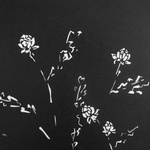 Waratah