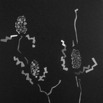 Banksia