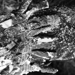 Fruiting Accompanying Images 2/10