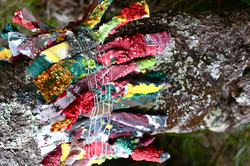 Fruiting Accompanying Images 2/10