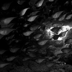 Grotta