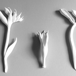 Colonial Gaze, Kangaroo Paw 
