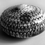Waratah Bulb