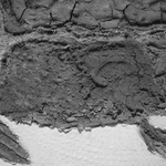 Fish No. 1 (Detail)