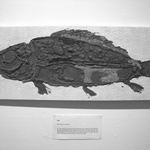 Fish No. 2
