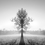 The Tree Of Knowledge