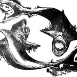 Apex Predators, 2010, Colour Lithograph, Edition/4