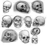 Skull Studies