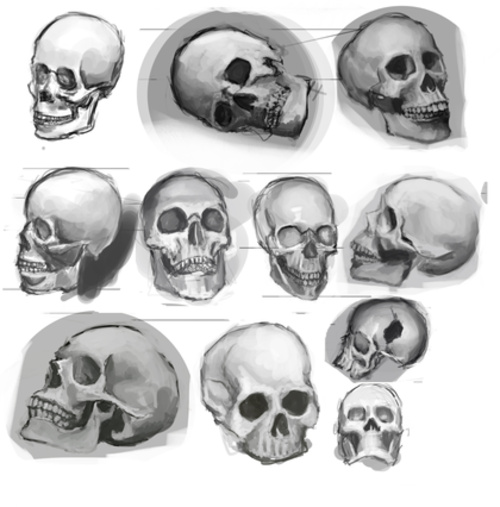 Skull Studies