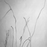 Shadow Play With Twigs