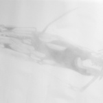 Stretched Cellist
