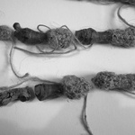 Bones & Roots