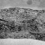 The Trace Of A Tree