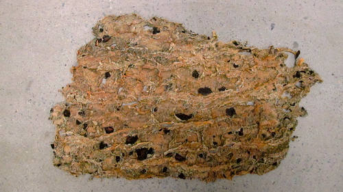 The Trace Of A Tree, Four