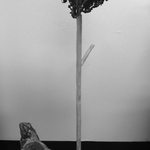 A (De)Constructed Forest