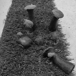 Fungus