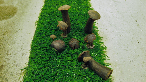 Fungus