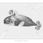 Oncorhynchus Antennae