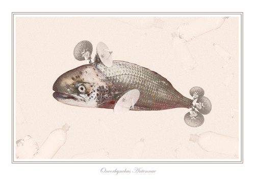 Oncorhynchus Antennae