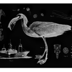 Egretta Balaenoptera