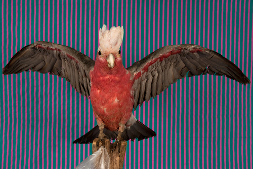 Galah With Stripes