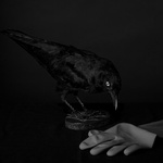 Crow With Glove