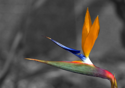 Life Of A Flower