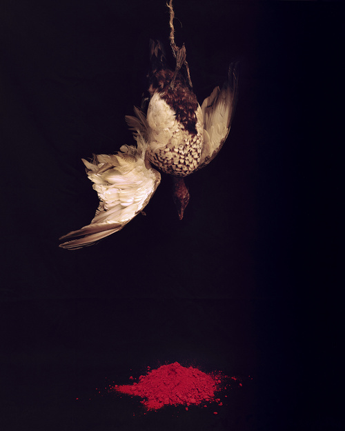Untitled (Duck I)